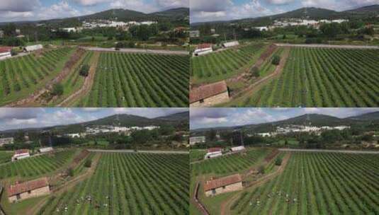 工人在蓝莓农场采摘蓝莓4k无人机镜头高清在线视频素材下载