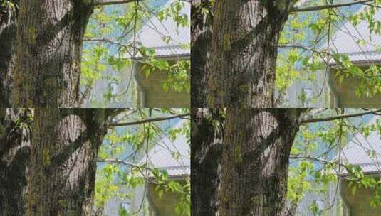 大树树干绿枝绿叶高清在线视频素材下载