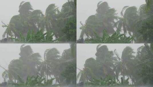 狂风暴雨椰子树高清在线视频素材下载