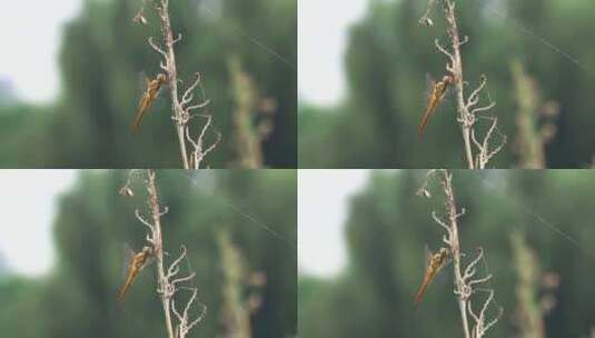 驻足在枯枝上休息的黄色蜻蜓黄蜻高清在线视频素材下载