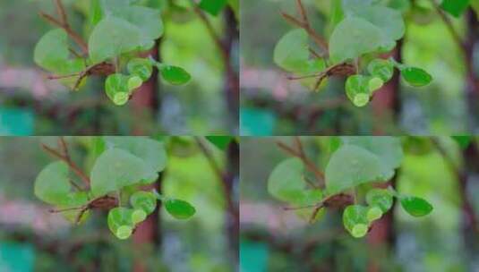 雨后在微风中摇晃的树叶高清在线视频素材下载