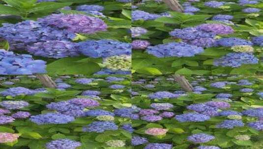 公园一角盛放的蓝紫色绣球花高清在线视频素材下载