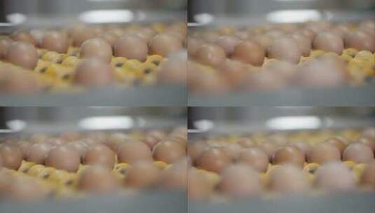 生产线上的鸡蛋高清在线视频素材下载