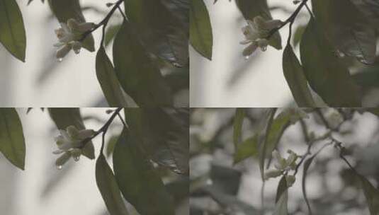 柚子花雨滴高清在线视频素材下载