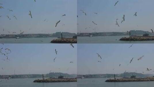 蓝色海洋大海海鸥岛屿浪花风景航拍高清在线视频素材下载