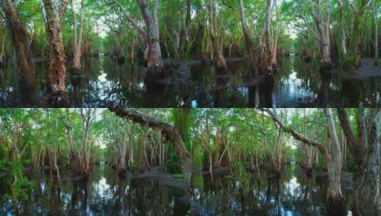 湿地中美丽的沼泽森林高清在线视频素材下载