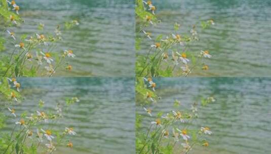 河畔小野花自然空镜高清在线视频素材下载