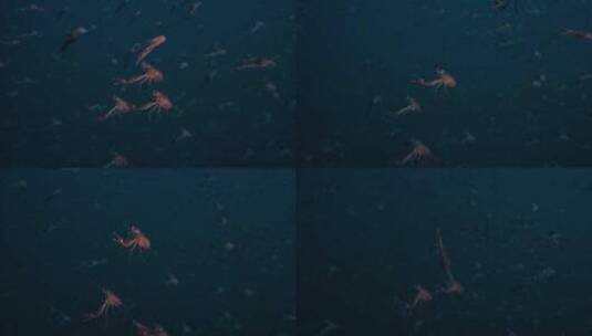 水底拍摄小龙虾高清在线视频素材下载