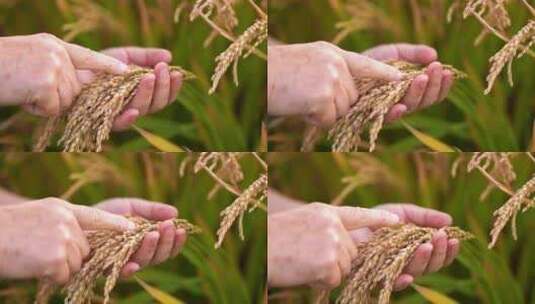 金色水稻高清在线视频素材下载