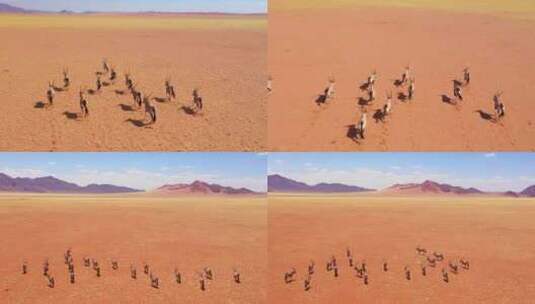 在沙漠中奔跑的羚羊高清在线视频素材下载