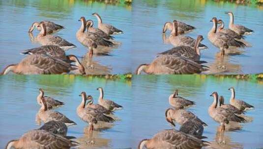 初秋荷塘湖边觅食的一群灰雁鹅高清在线视频素材下载