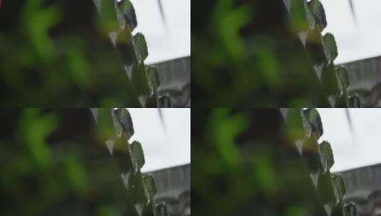 瓦当 细雨 绿叶 6高清在线视频素材下载