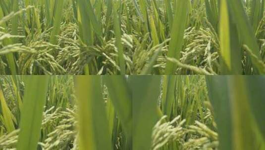 水稻成熟颗颗饱满镜头推进高清在线视频素材下载