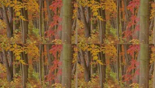 4k秋天的森林高清在线视频素材下载