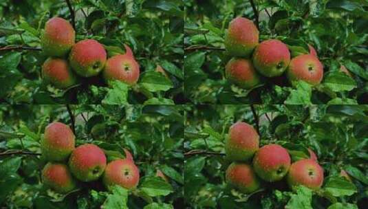 4新鲜的苹果带着水滴高清在线视频素材下载