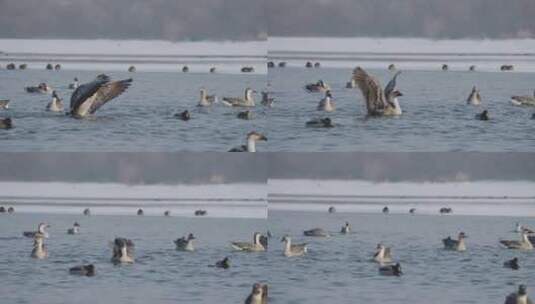 冬季河面上野生的大雁和野鸭在嬉戏飞翔觅食高清在线视频素材下载