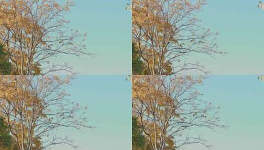 秋天夕阳下金黄的无患子树高清在线视频素材下载