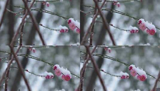 冬季下雪红梅花盛开红梅傲雪高清在线视频素材下载