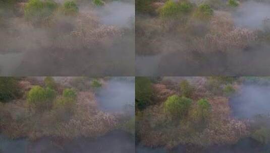杭州风光北湖草荡湿地晨曦晨雾高清在线视频素材下载