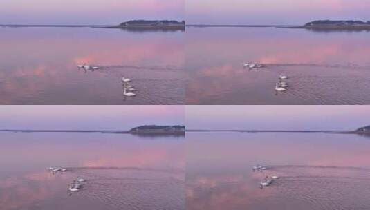 候鸟 鄱阳湖日落高清在线视频素材下载