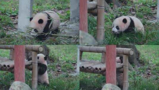 国宝大熊猫母子幼崽高清在线视频素材下载