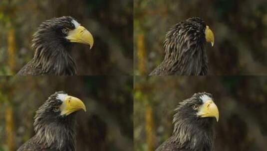 一只鹰的特写高清在线视频素材下载