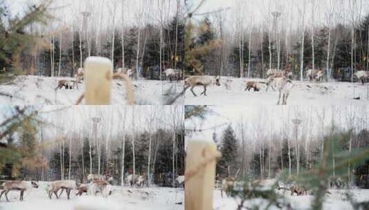冬天的东北驯鹿部落踏雪高清在线视频素材下载