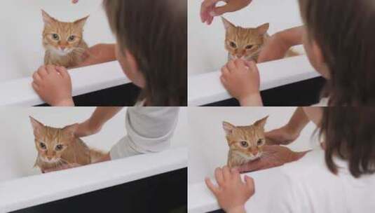女人洗可爱的姜黄猫。毛茸茸的湿宠物喵，试高清在线视频素材下载