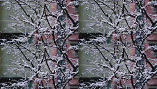 下雪天白雪覆盖在树枝上高清在线视频素材下载