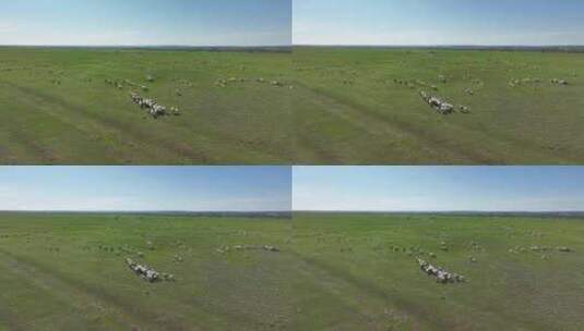 呼伦贝尔草原羊群风光1134高清在线视频素材下载