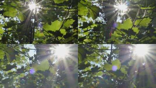4K阳光穿过树叶缝隙高清在线视频素材下载