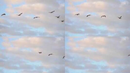 候鸟在蓝天中飞翔高清在线视频素材下载