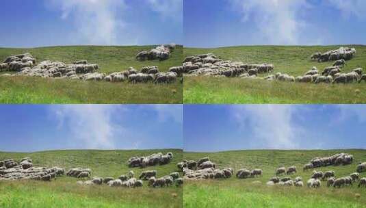 草原牧场 羊群高清在线视频素材下载