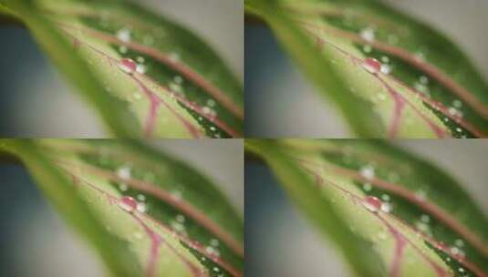 树叶上的水滴微距摄影高清在线视频素材下载