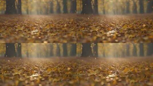 树叶 秋天 落叶 森林高清在线视频素材下载