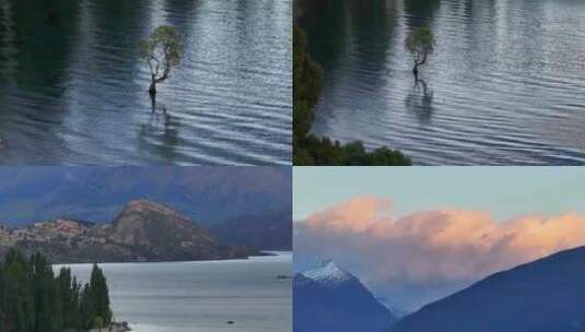 航拍新西兰瓦纳卡湖畔小树高清在线视频素材下载