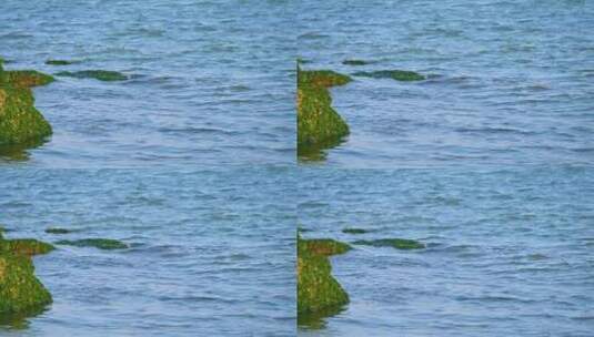 湛江海边退潮后的礁石海浪与绿色海草苔藓高清在线视频素材下载