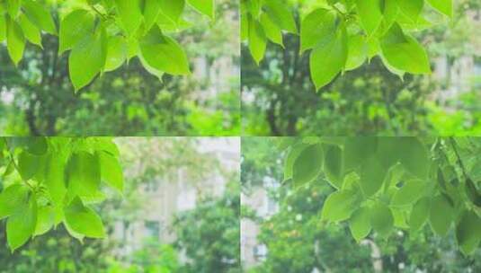 春季下雨天雨水拍打植物春雨4K实拍高清在线视频素材下载