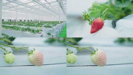4K草莓种植高清在线视频素材下载