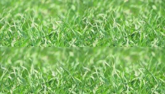 微风中成长的绿色小麦草地高清在线视频素材下载