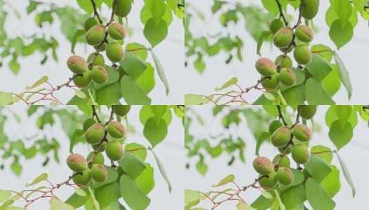 树上结的绿色果实高清在线视频素材下载