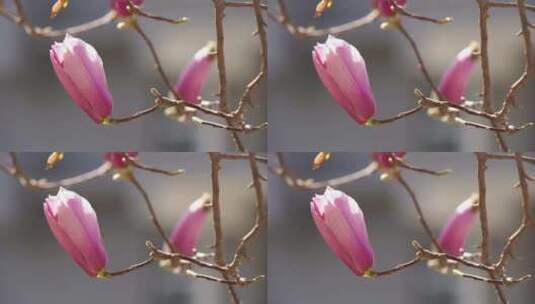 春天里的粉色玉兰花高清在线视频素材下载