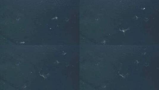 企鹅在清澈海水中游泳的鸟瞰图高清在线视频素材下载