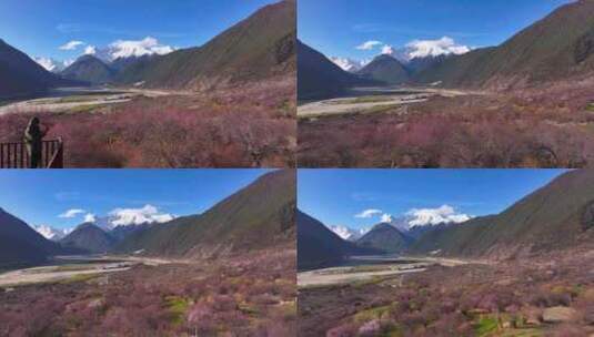 4K航拍西藏林芝雅鲁藏布江大峡谷桃花12高清在线视频素材下载