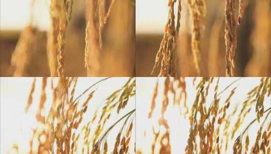 金黄色的稻谷高清在线视频素材下载