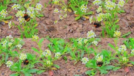 大黄蜂采蜜蜜蜂花朵高清在线视频素材下载