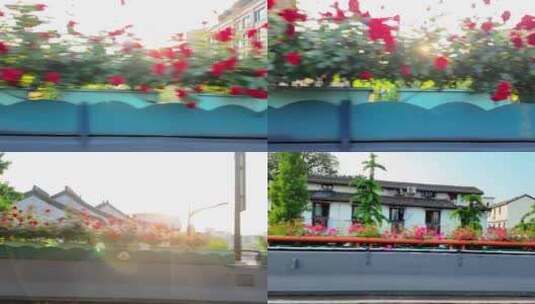 杭州高架桥上的月季花高清在线视频素材下载