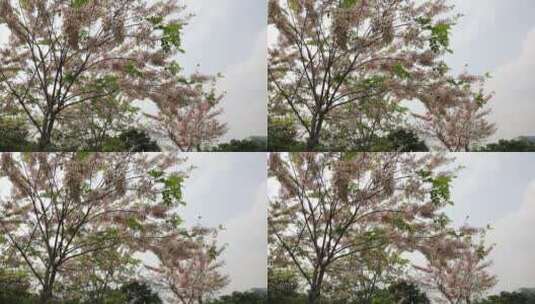 泰国樱花、花旗木高清在线视频素材下载