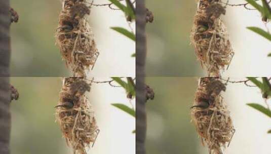 蜂鸟在鸟巢中露出头高清在线视频素材下载