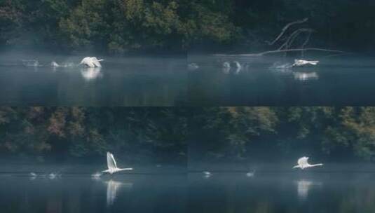 天鹅在湖面煽动翅膀起飞高清在线视频素材下载